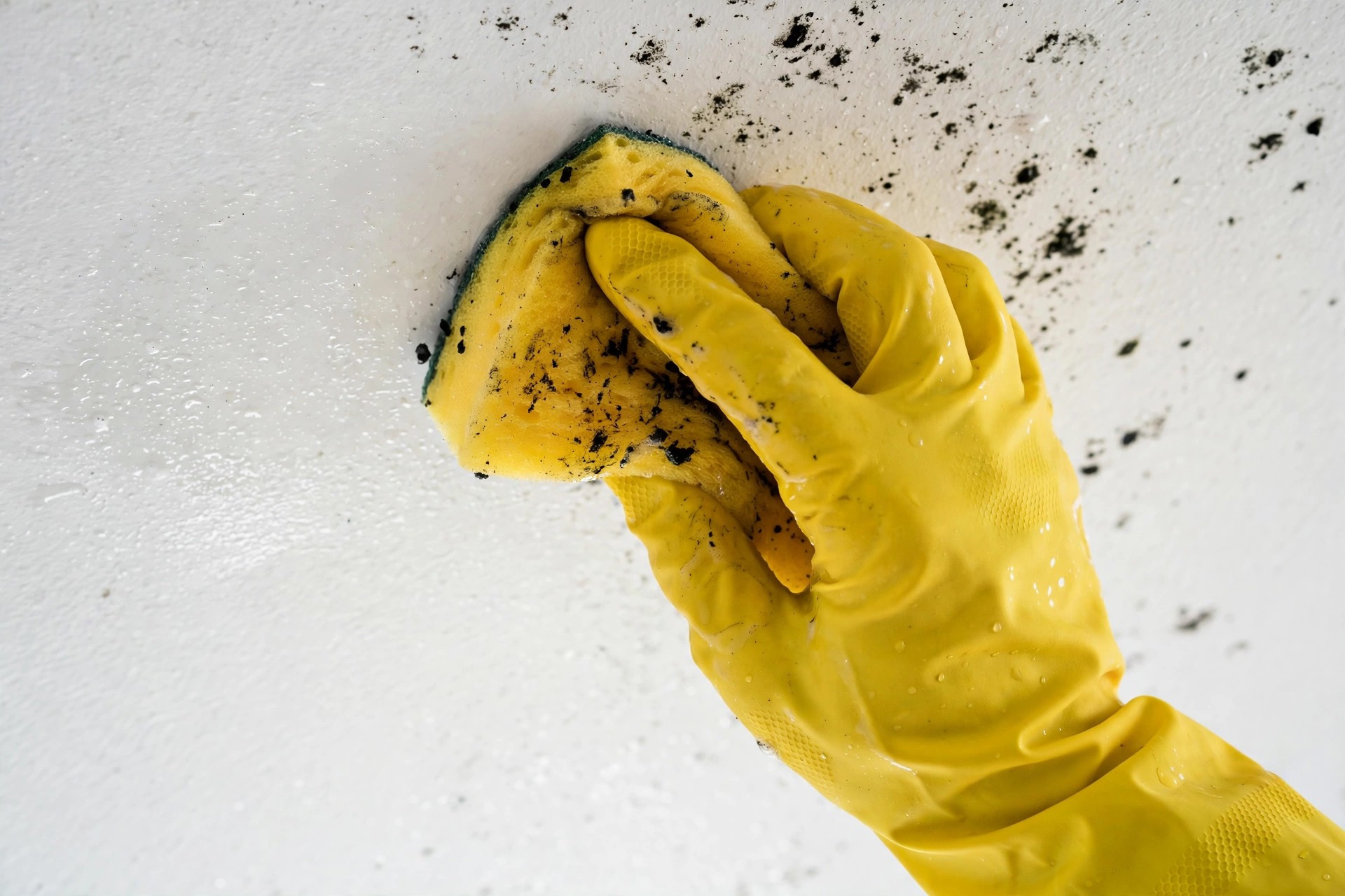 Mano con guante amarillo de goma limpiando los puntos de moho negro que salpican el techo, que está cubierto de manchas oscuras, con una esponja.